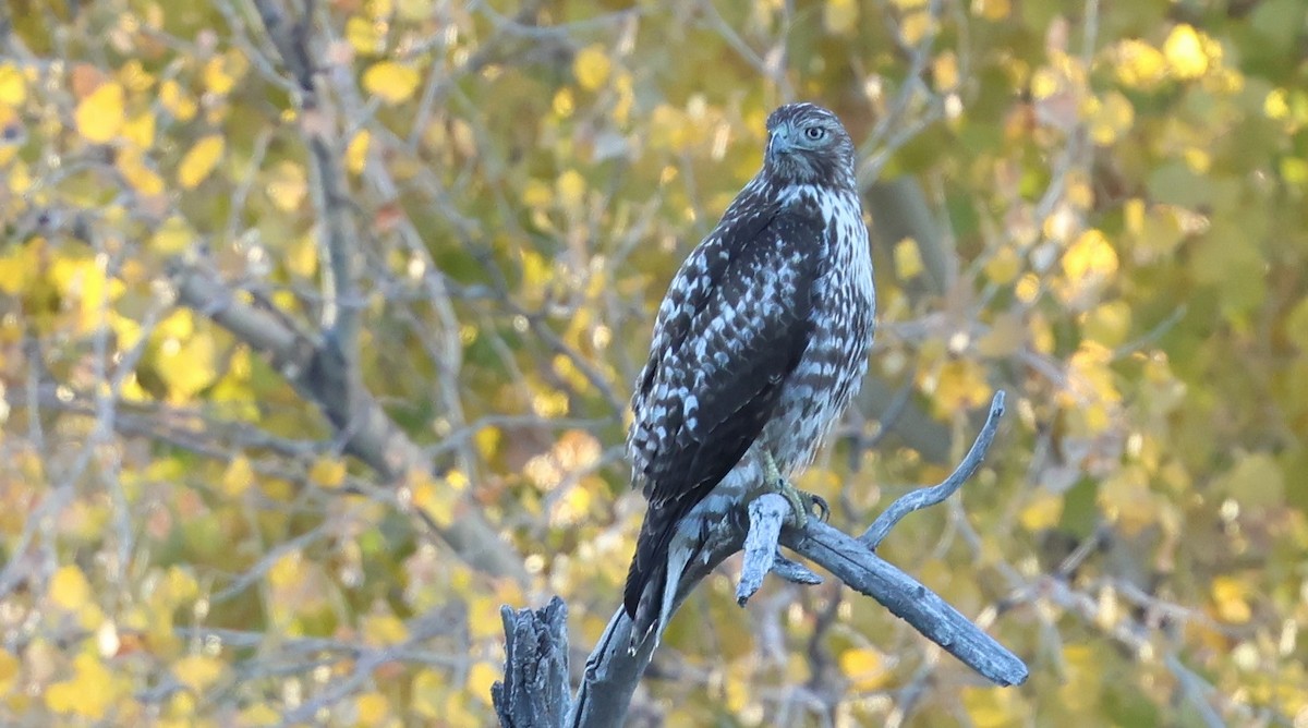 Red-tailed Hawk - ML646772235