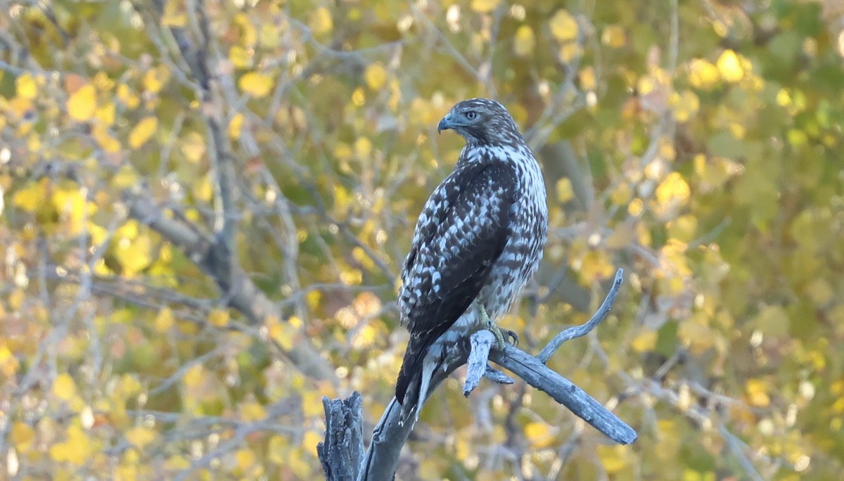 Red-tailed Hawk - ML646772236