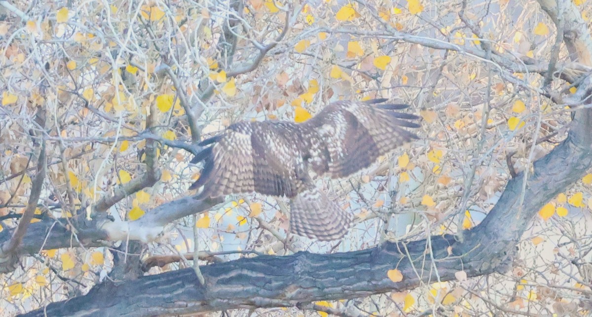 Red-tailed Hawk - ML646772237