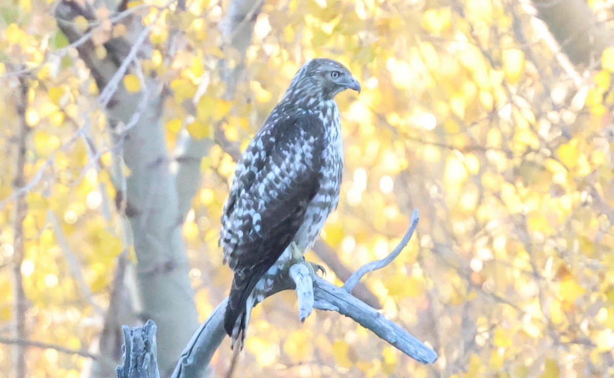 Red-tailed Hawk - ML646772238
