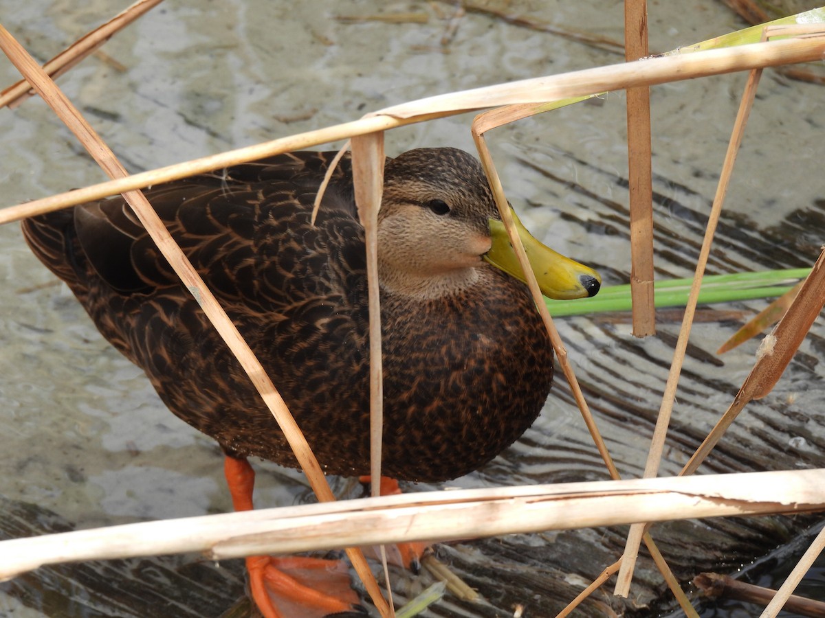 Mottled Duck - ML646772243