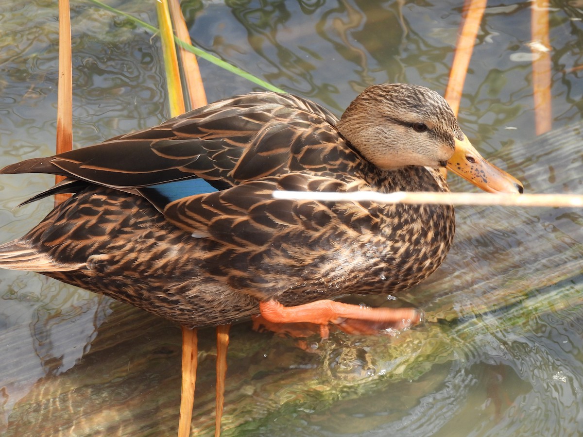 Mottled Duck - ML646772244