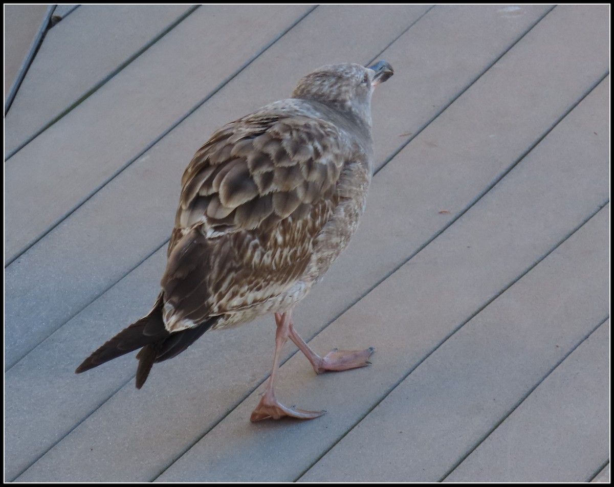 Gaviota Occidental - ML646772246