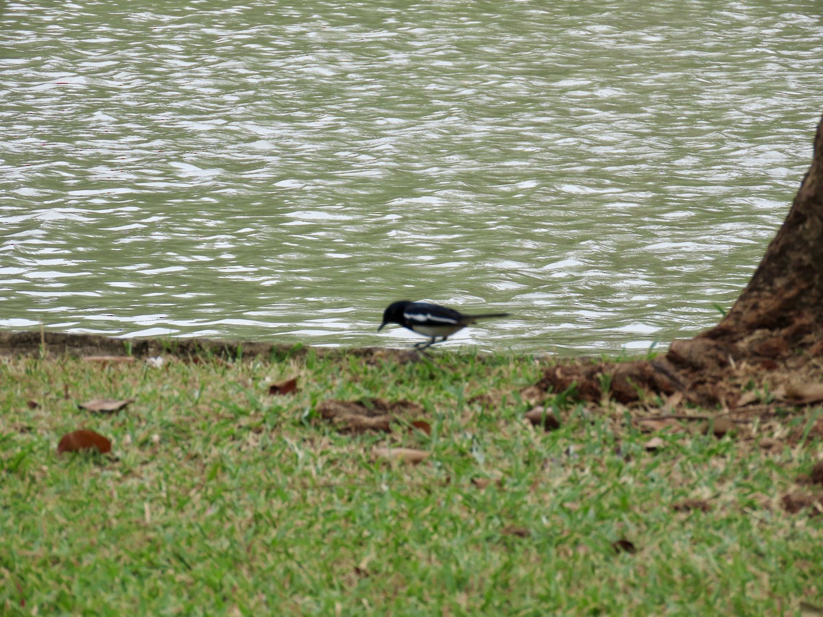 シキチョウ - ML646772252