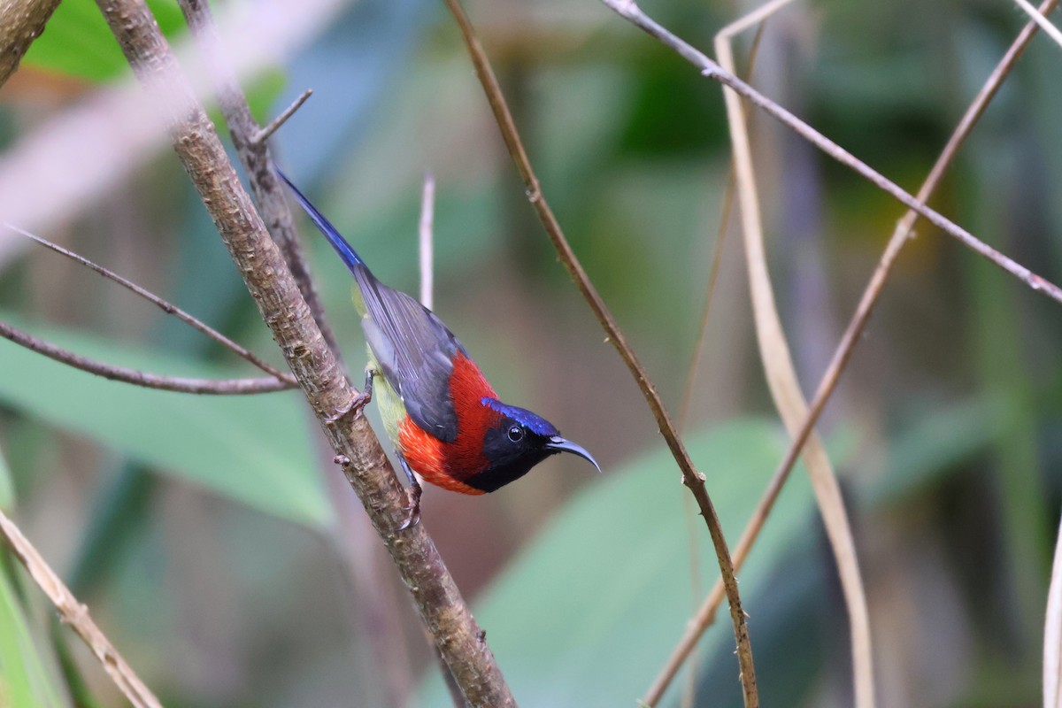 Black-throated Sunbird (Dalat) - ML646772253
