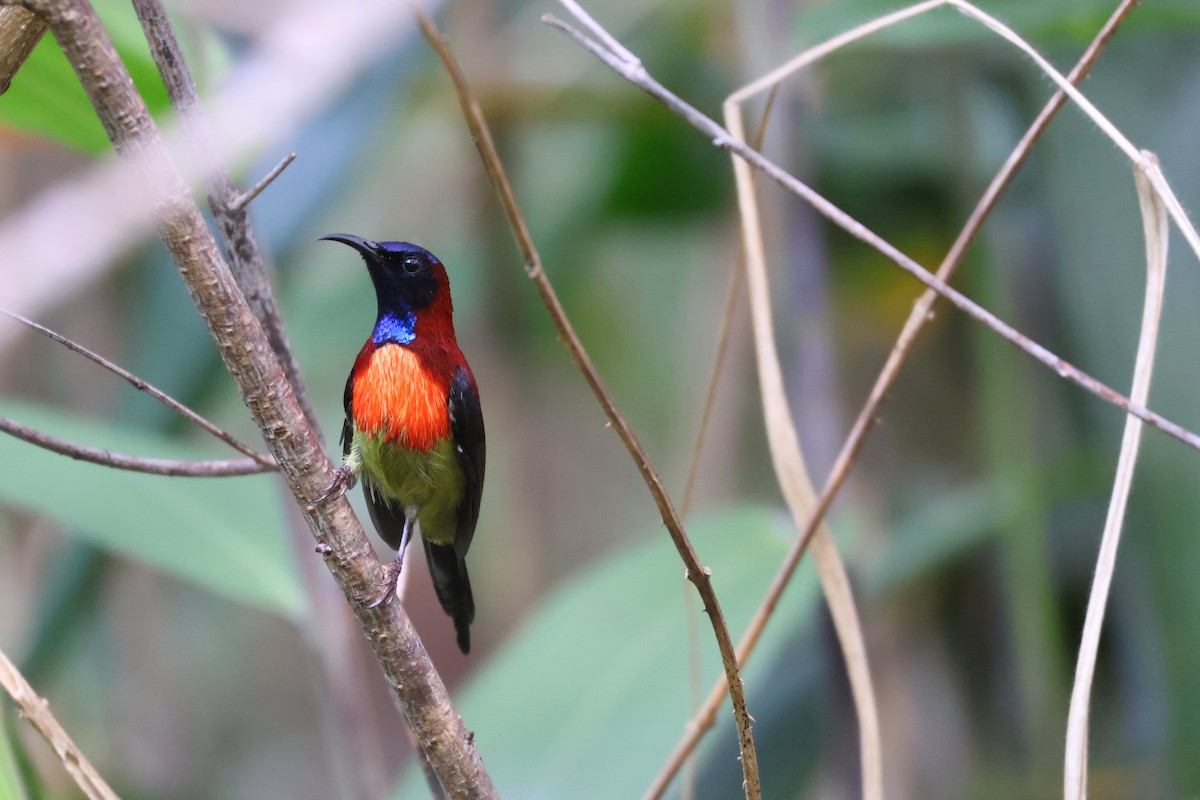 Black-throated Sunbird (Dalat) - ML646772254