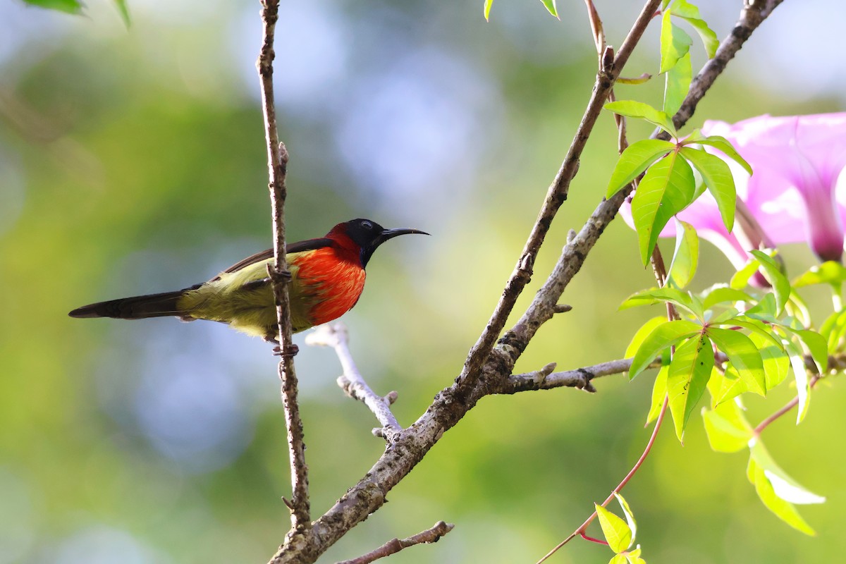 Black-throated Sunbird (Dalat) - ML646772255