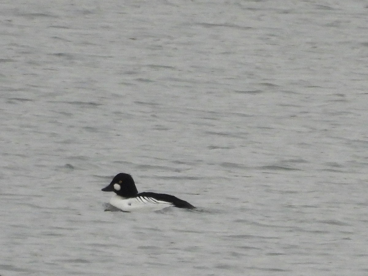 Porrón Osculado - ML646772260