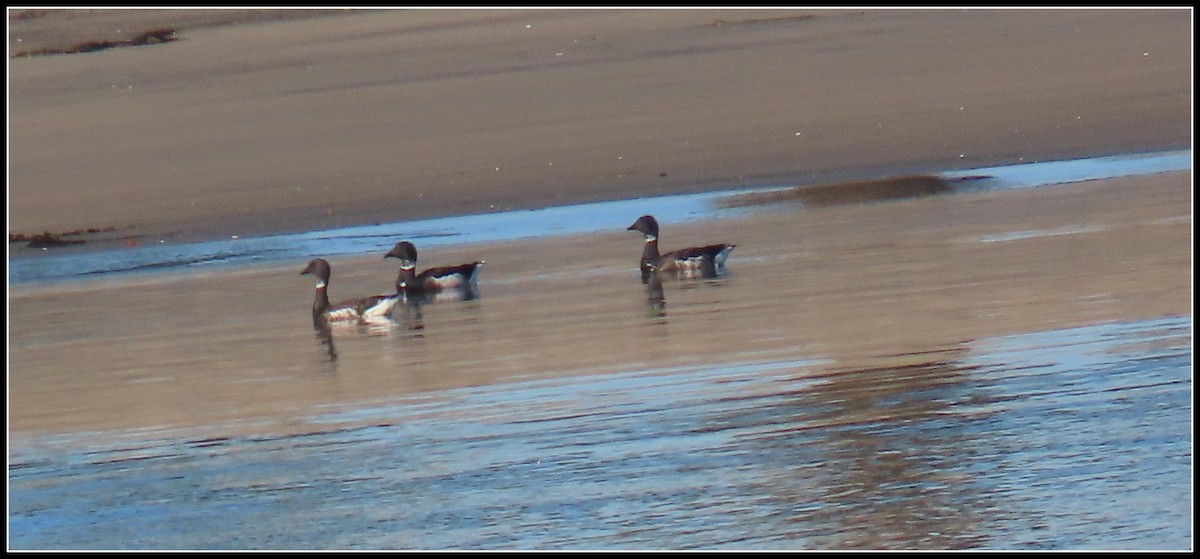 Barnacla Carinegra - ML646772261