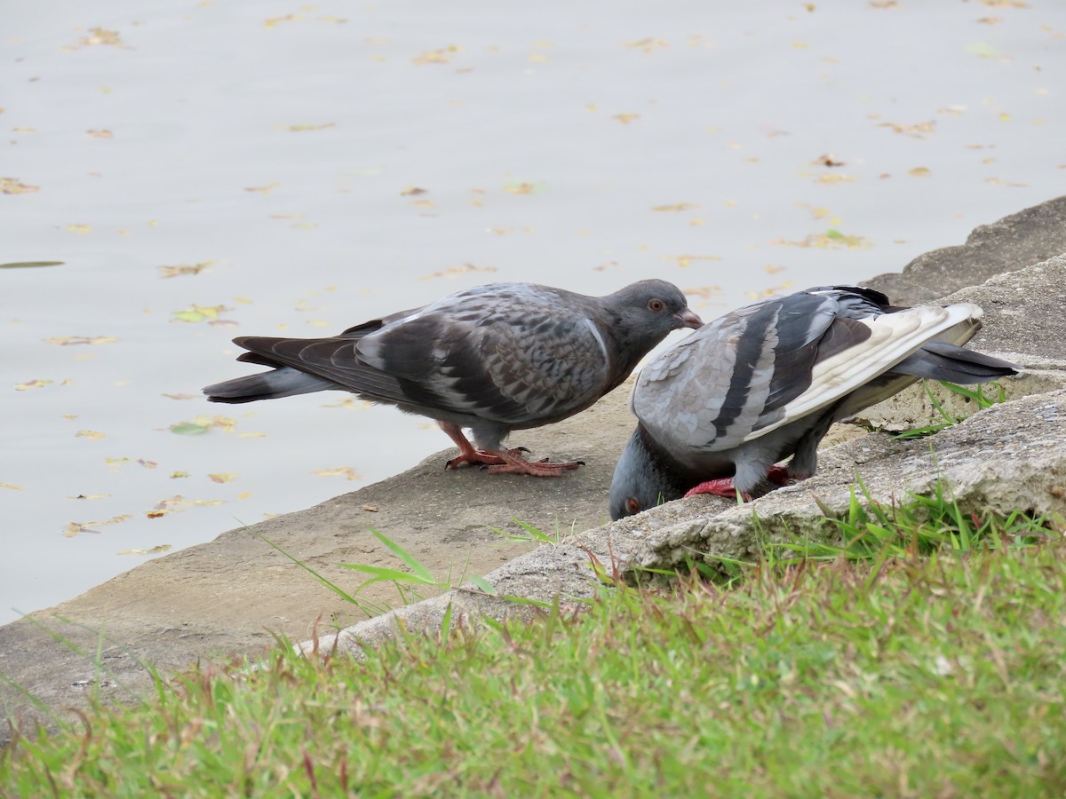 カワラバト（ドバト、家畜型） - ML646772271