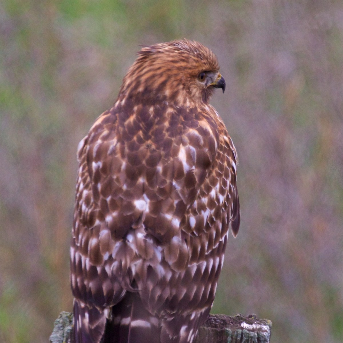 Красноплечий канюк (elegans) - ML646772272