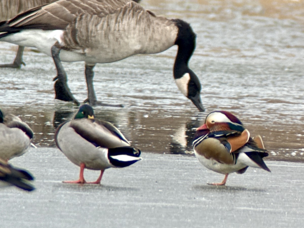 Mandarin Duck - ML646772273