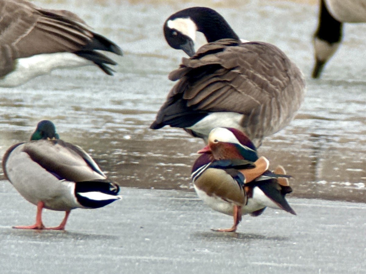 Mandarin Duck - ML646772275
