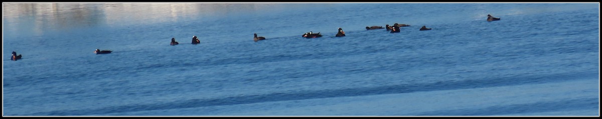 Negrón Careto - ML646772276