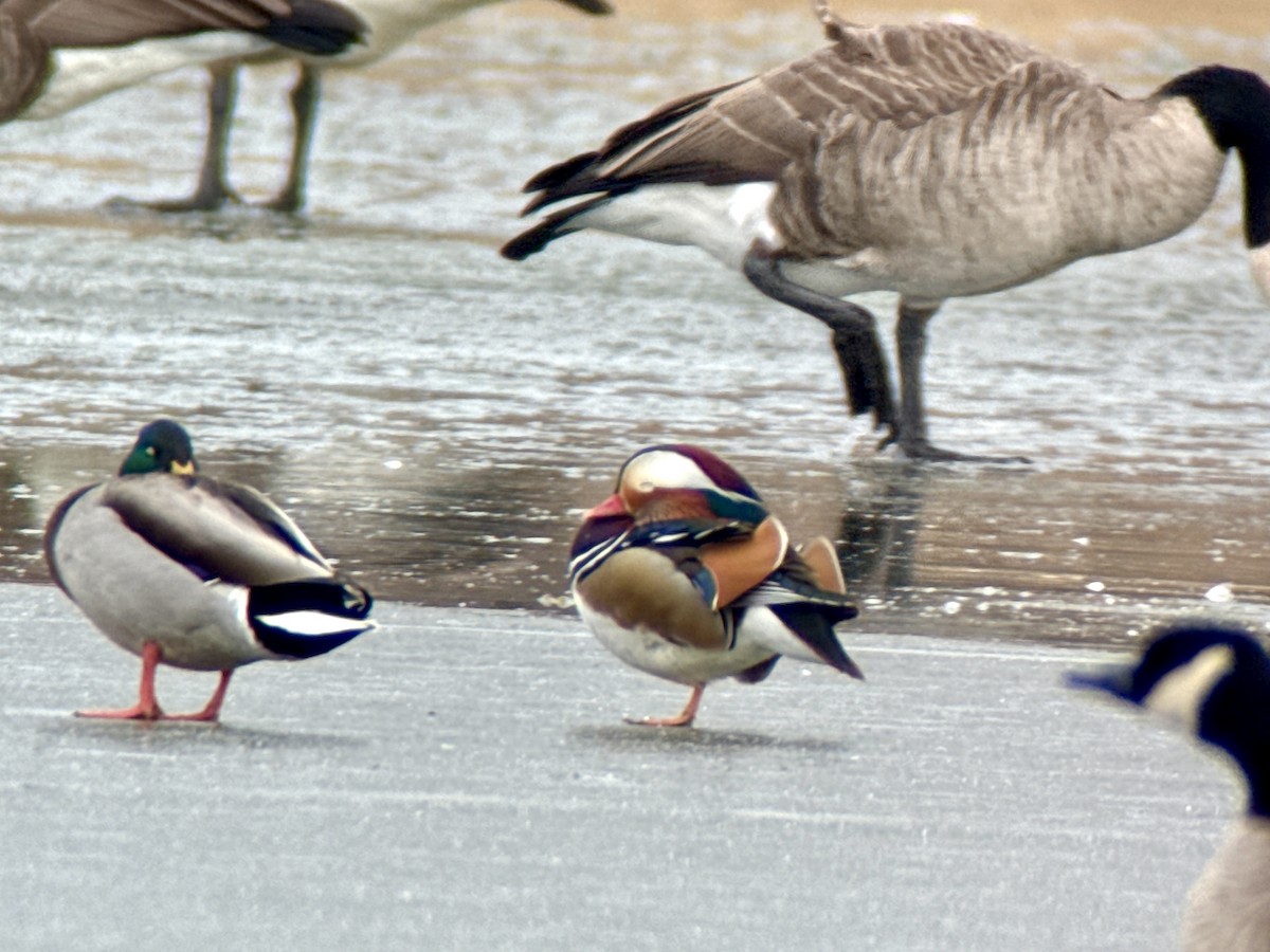Mandarin Duck - ML646772278