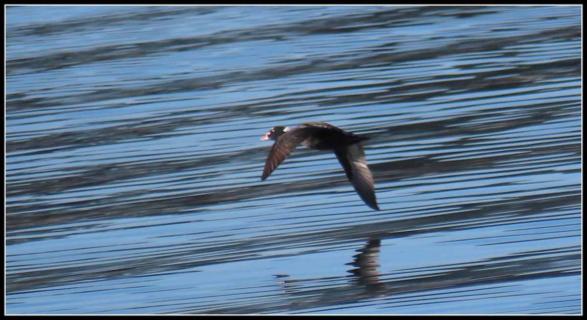 Negrón Careto - ML646772279