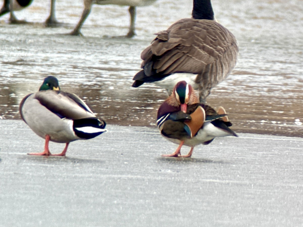 Mandarin Duck - ML646772280