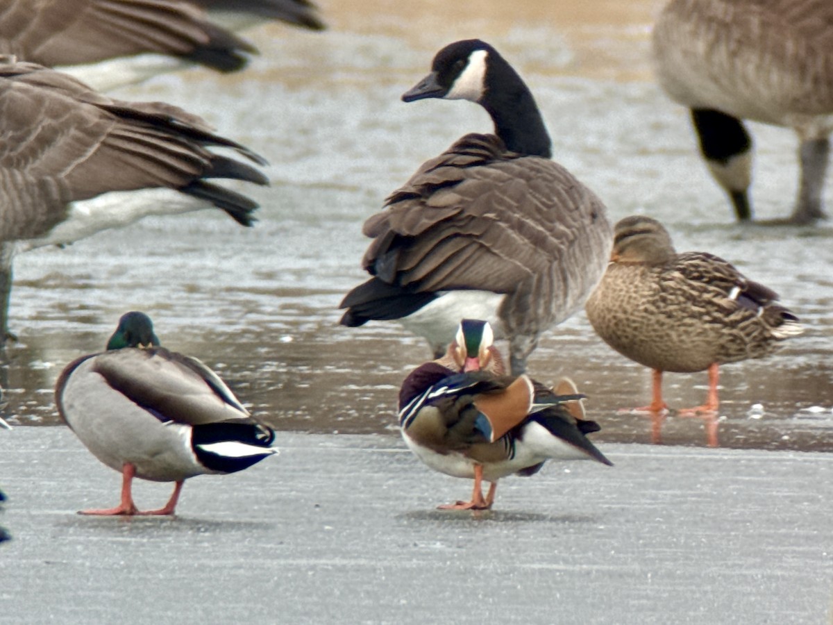 Mandarin Duck - ML646772281