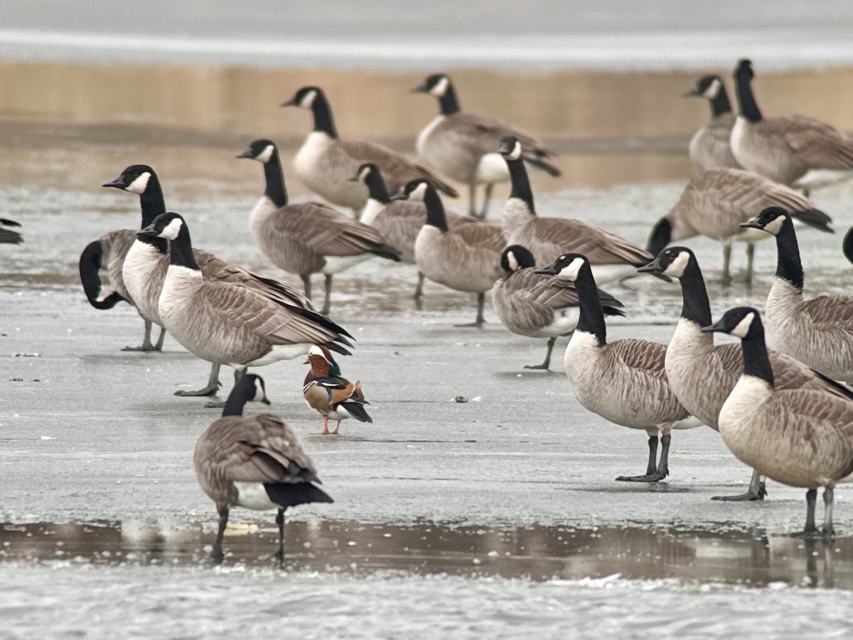 Mandarin Duck - ML646772282