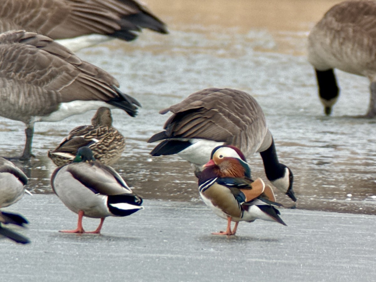 Mandarin Duck - ML646772283