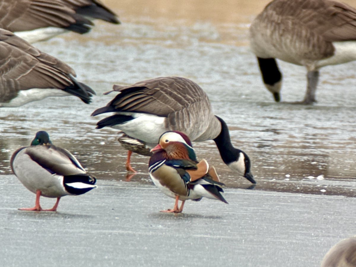 Mandarin Duck - ML646772284