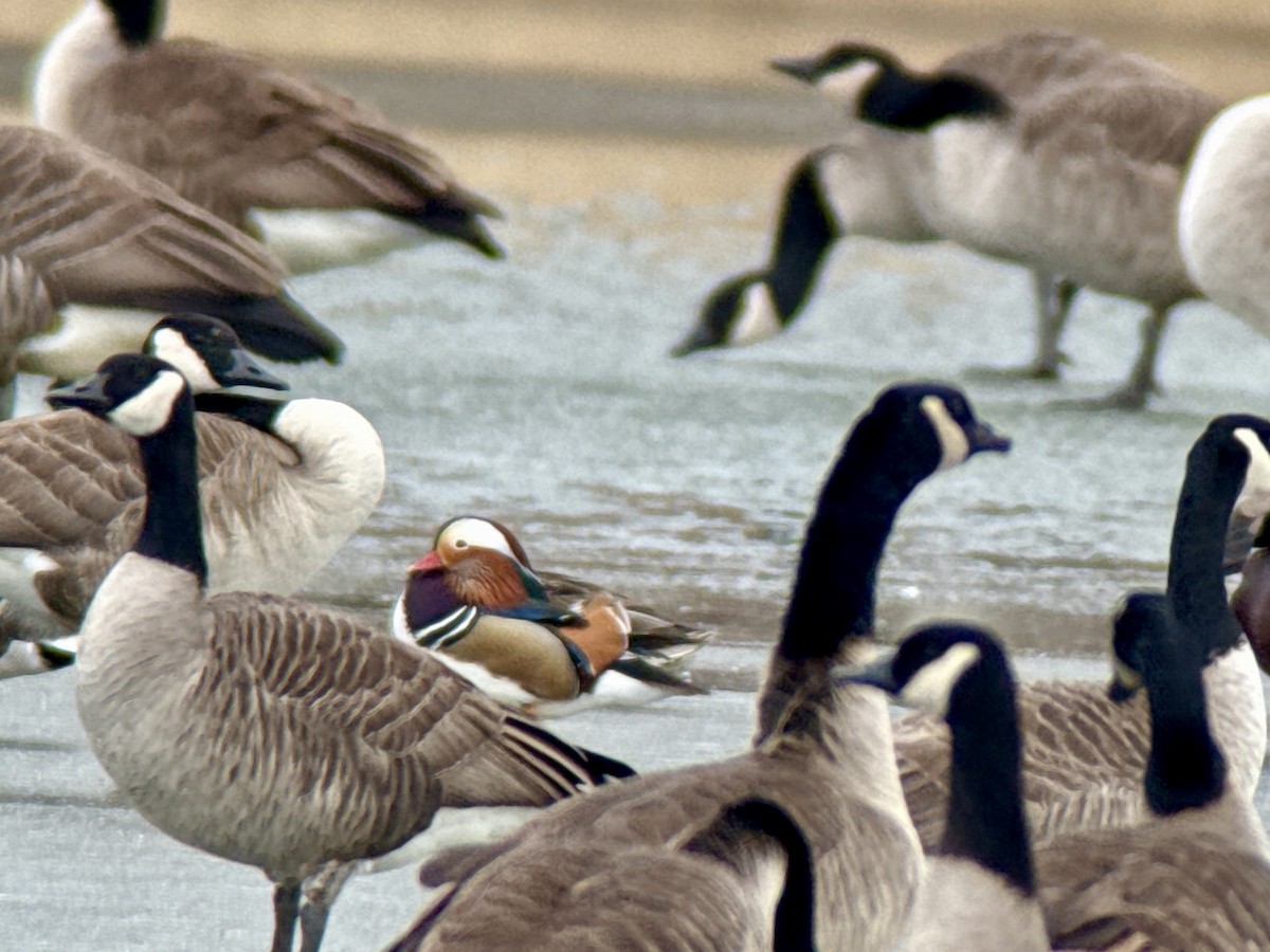 Mandarin Duck - ML646772285