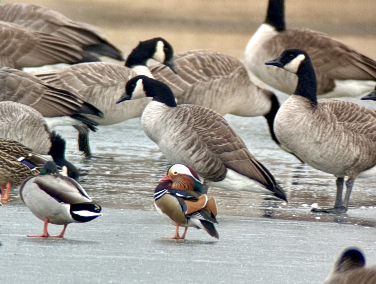 Mandarin Duck - ML646772286