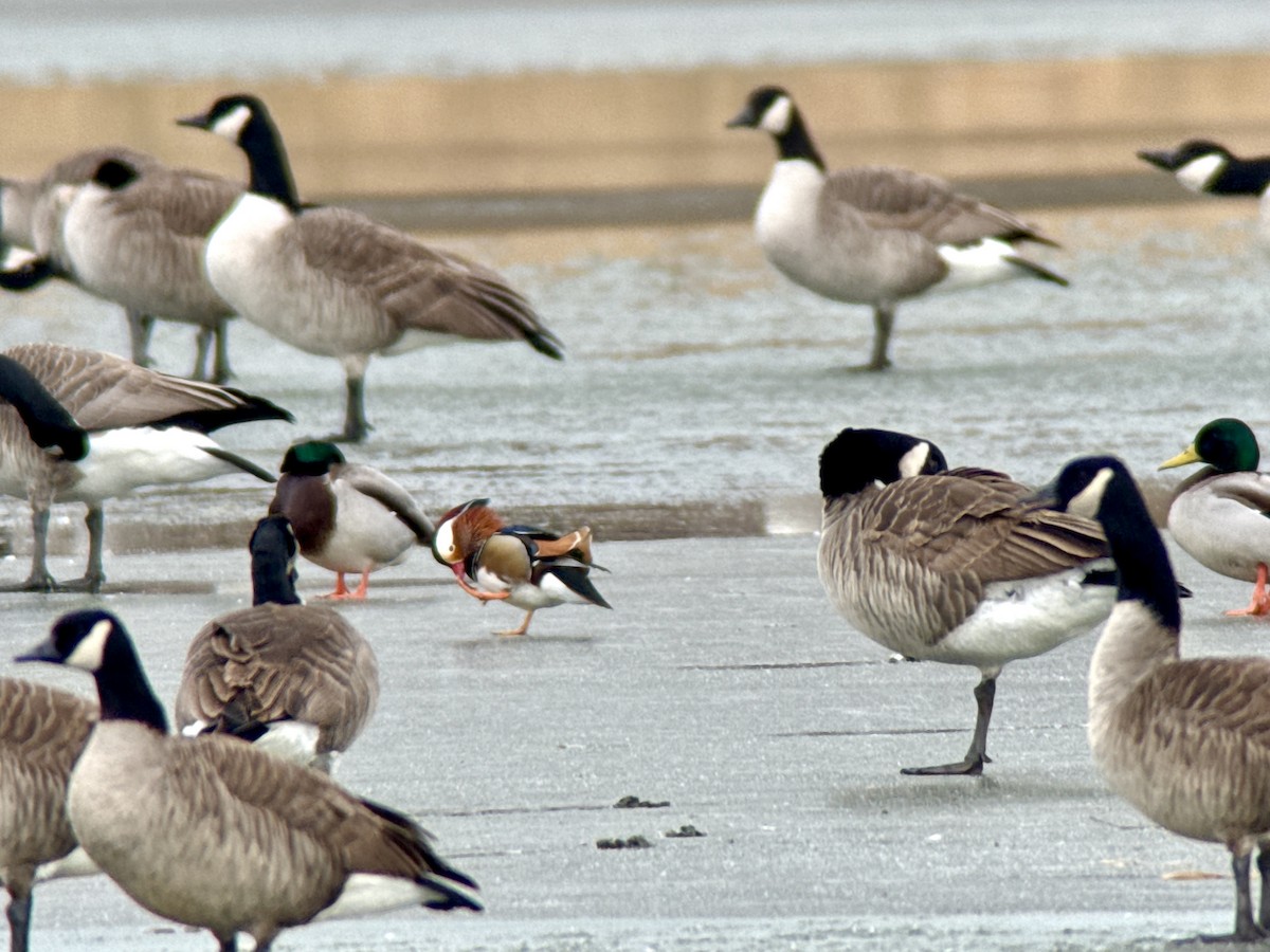 Mandarin Duck - ML646772287