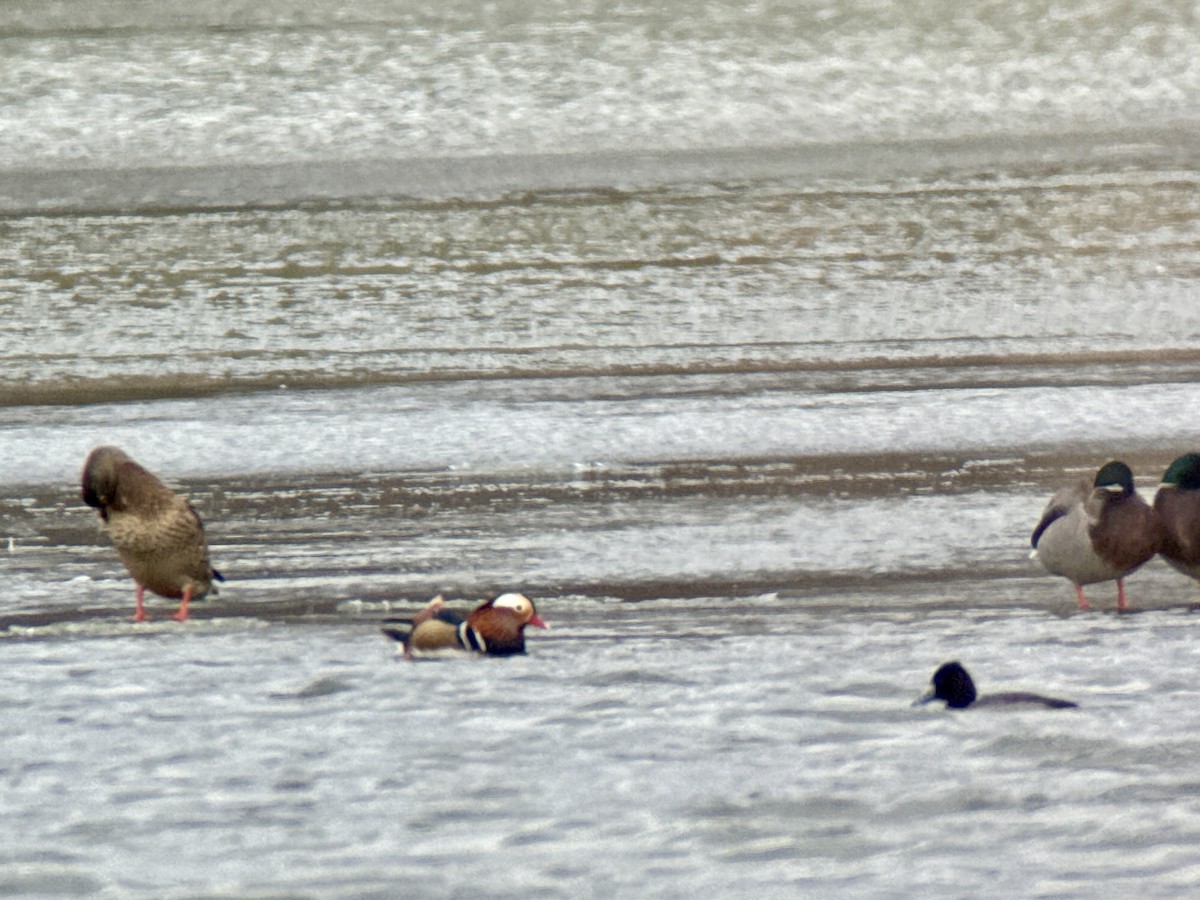 Mandarin Duck - ML646772288