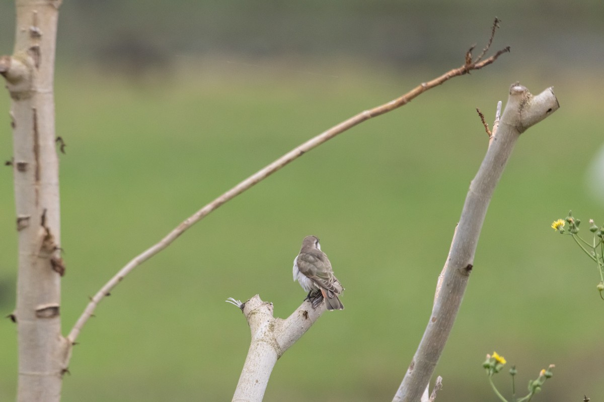 Horsfield's Bronze-Cuckoo - ML646772290