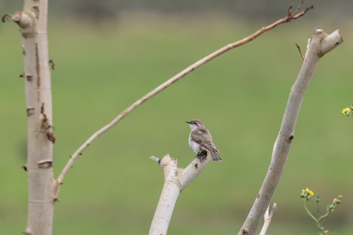 Horsfield's Bronze-Cuckoo - ML646772291