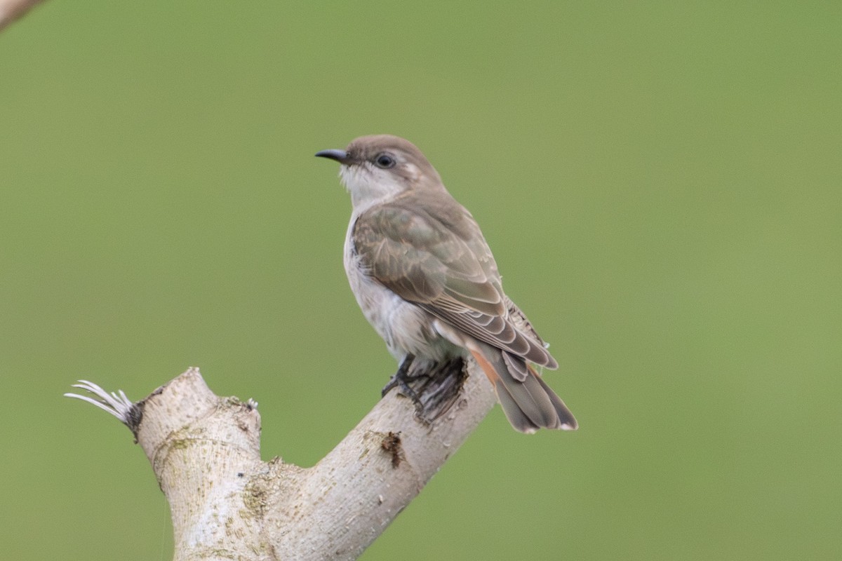 Horsfield's Bronze-Cuckoo - ML646772292
