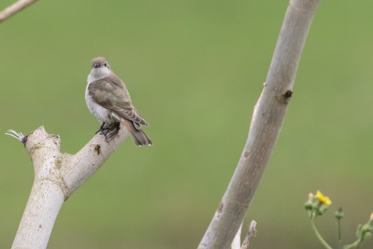 Horsfield's Bronze-Cuckoo - ML646772293