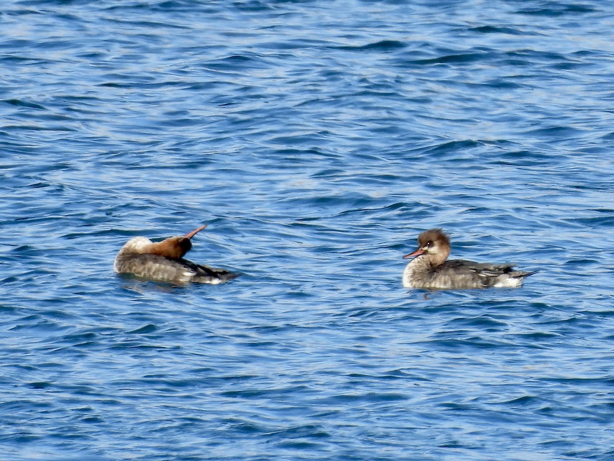מרגון בינוני - ML646772294