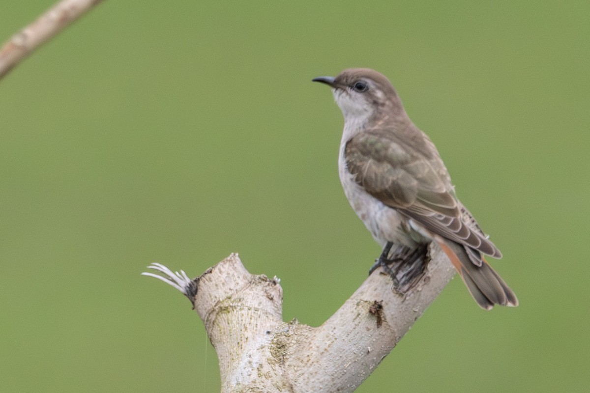 Horsfield's Bronze-Cuckoo - ML646772296