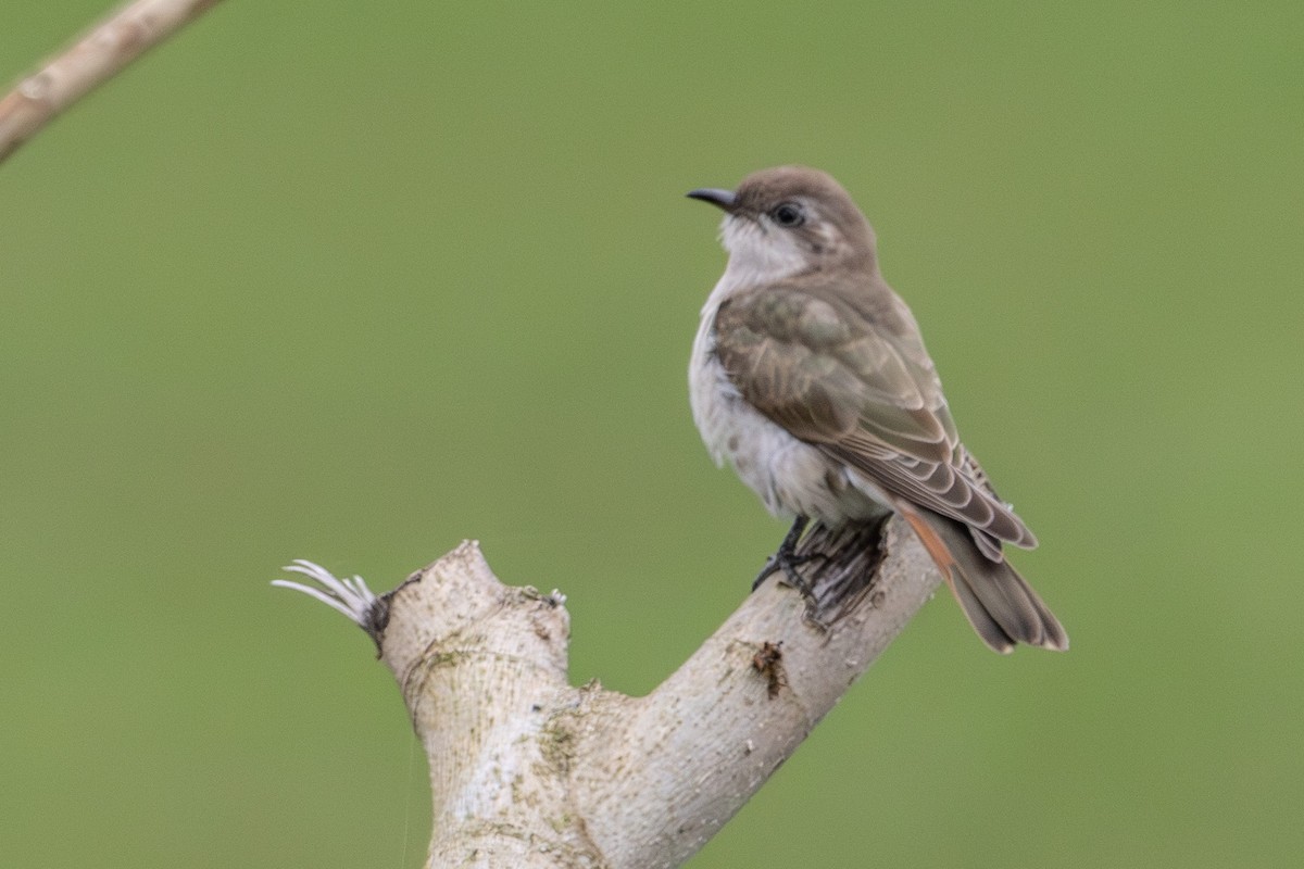 Horsfield's Bronze-Cuckoo - ML646772297