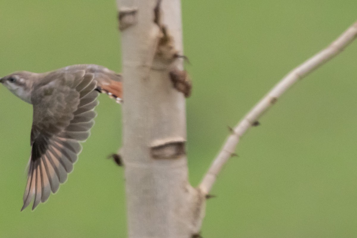 Horsfield's Bronze-Cuckoo - ML646772298