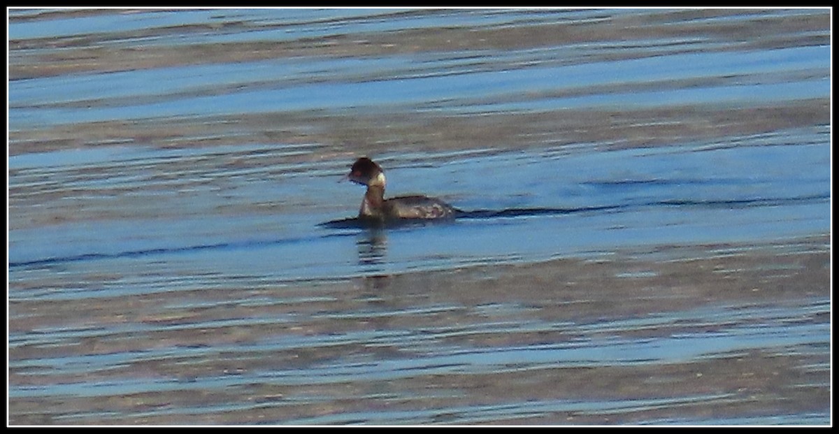 Zampullín Cuellinegro - ML646772299