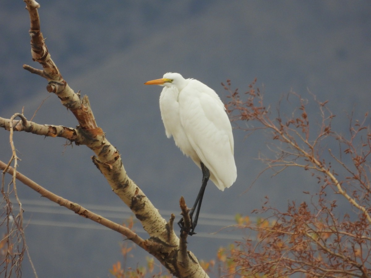 Silberreiher - ML646772300