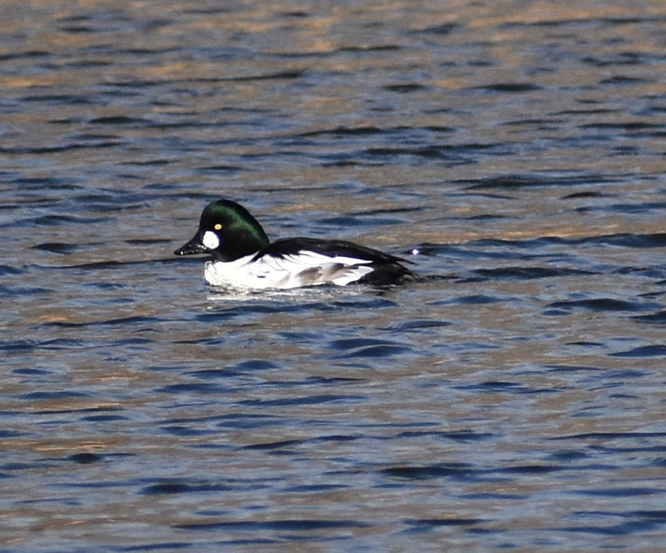 Common Goldeneye - ML646772302