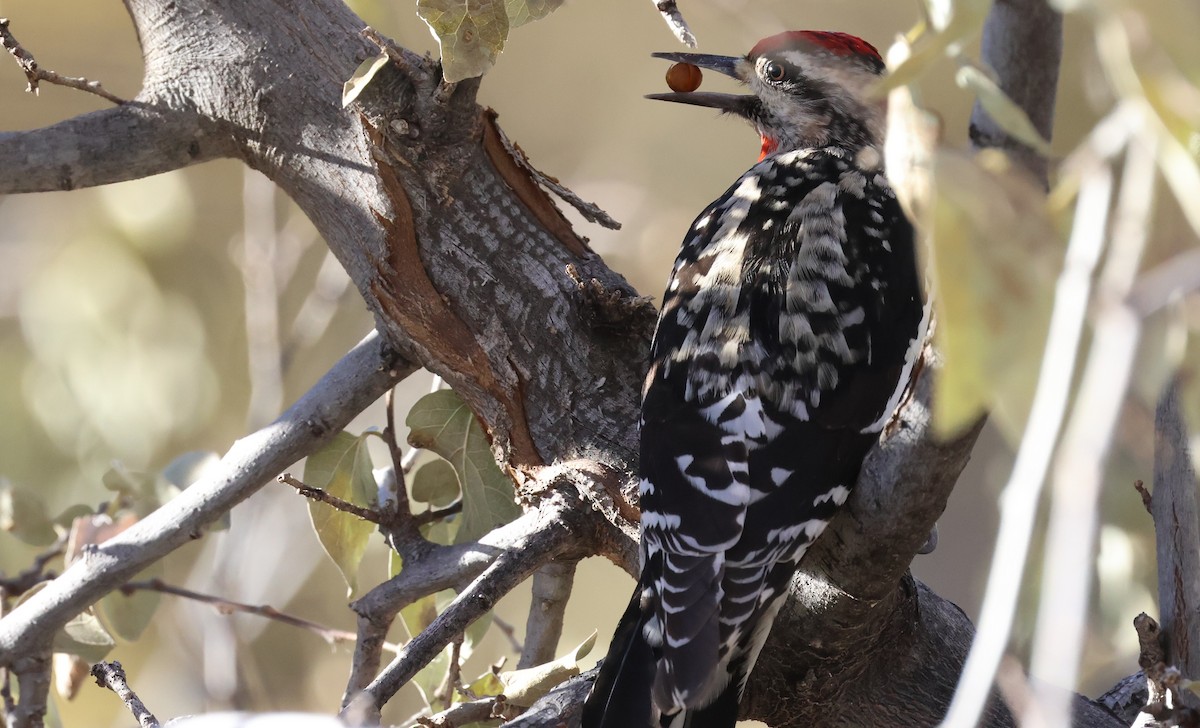 Red-naped Sapsucker - ML646772303