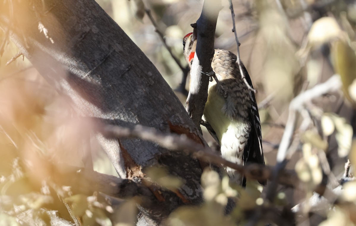Red-naped Sapsucker - ML646772304