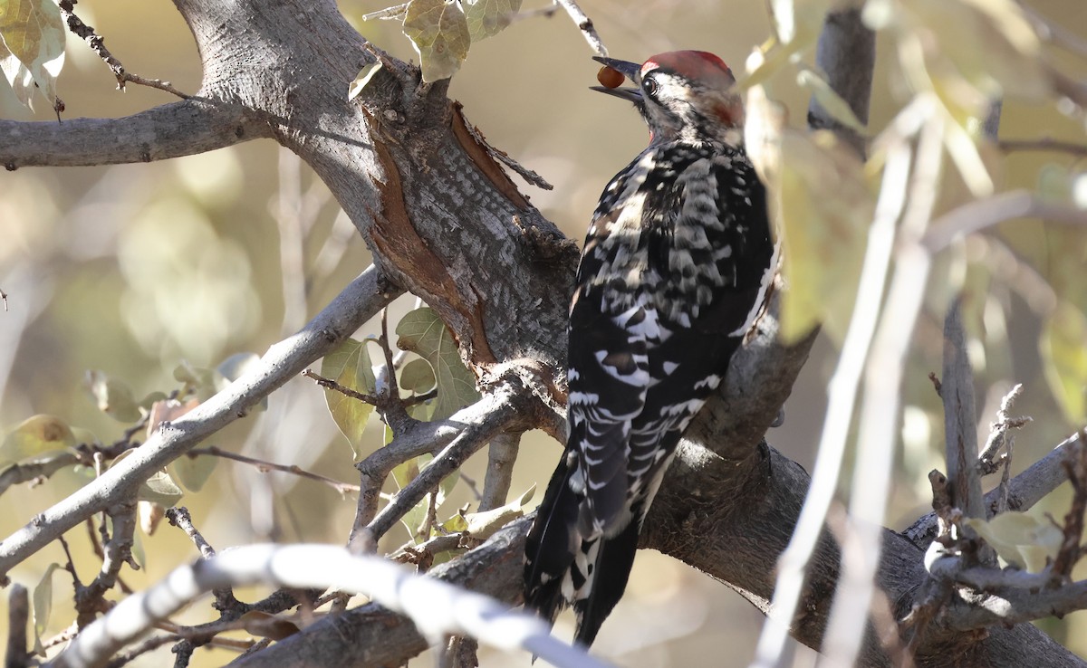 Red-naped Sapsucker - ML646772305