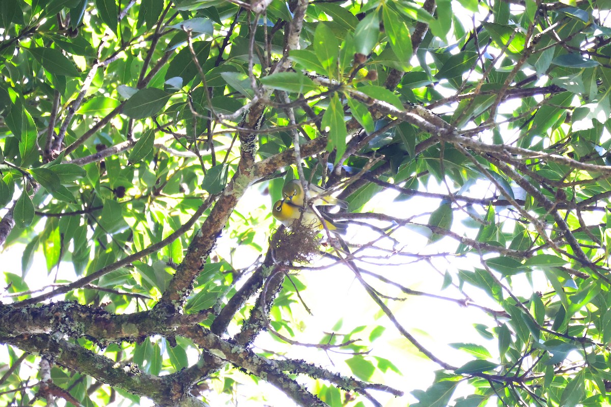 Swinhoe's White-eye - ML646772306