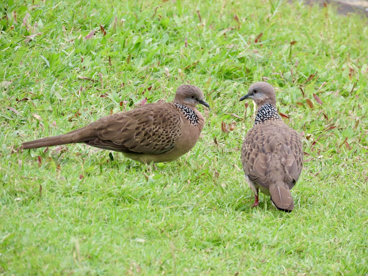 カノコバト - ML646772311