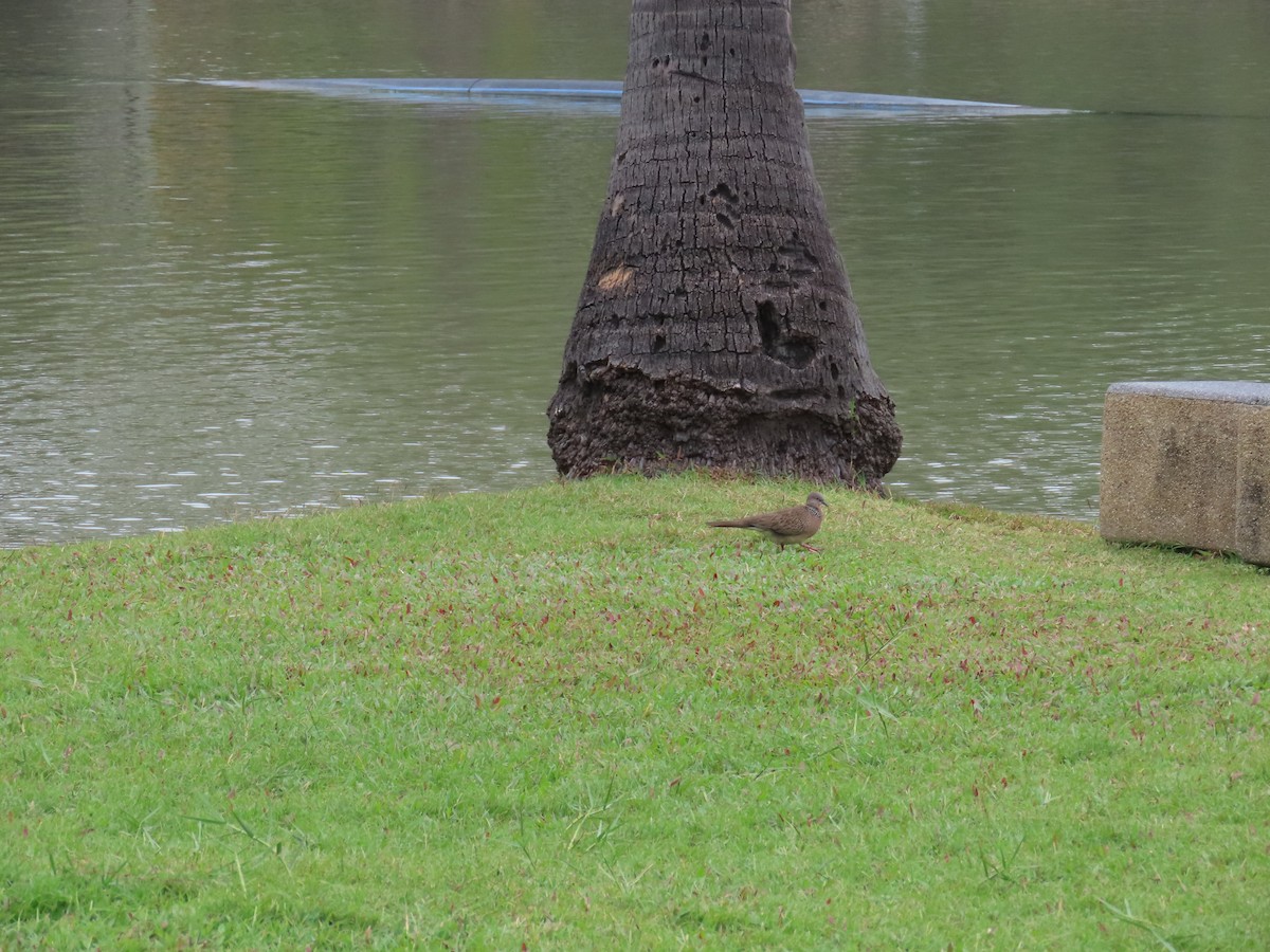 カノコバト - ML646772312