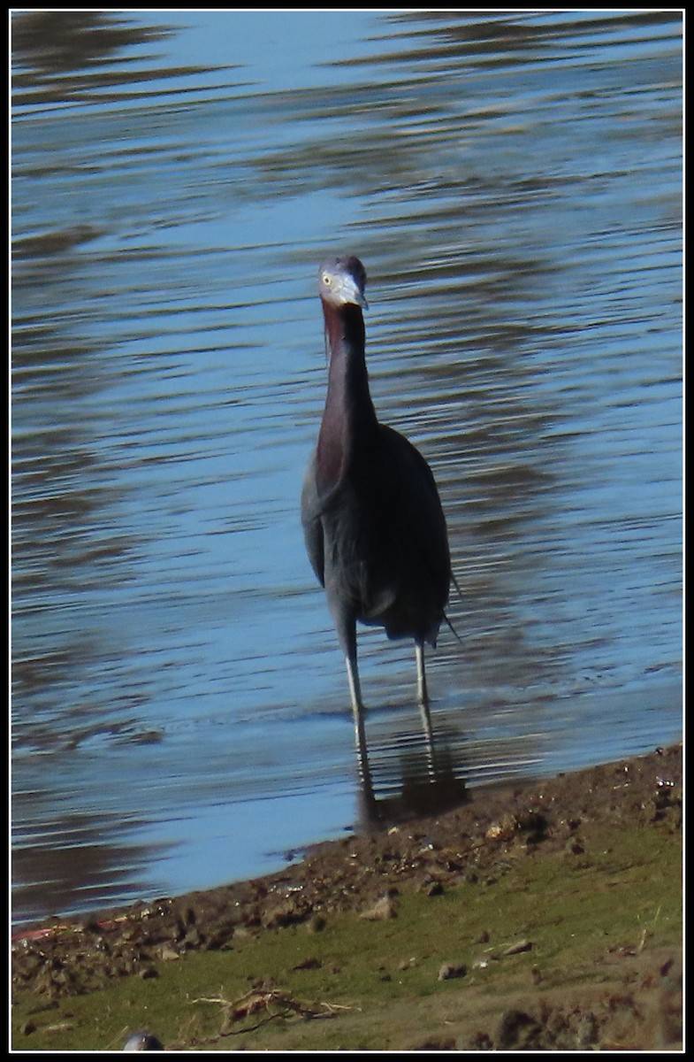 Garceta Azul - ML646772314