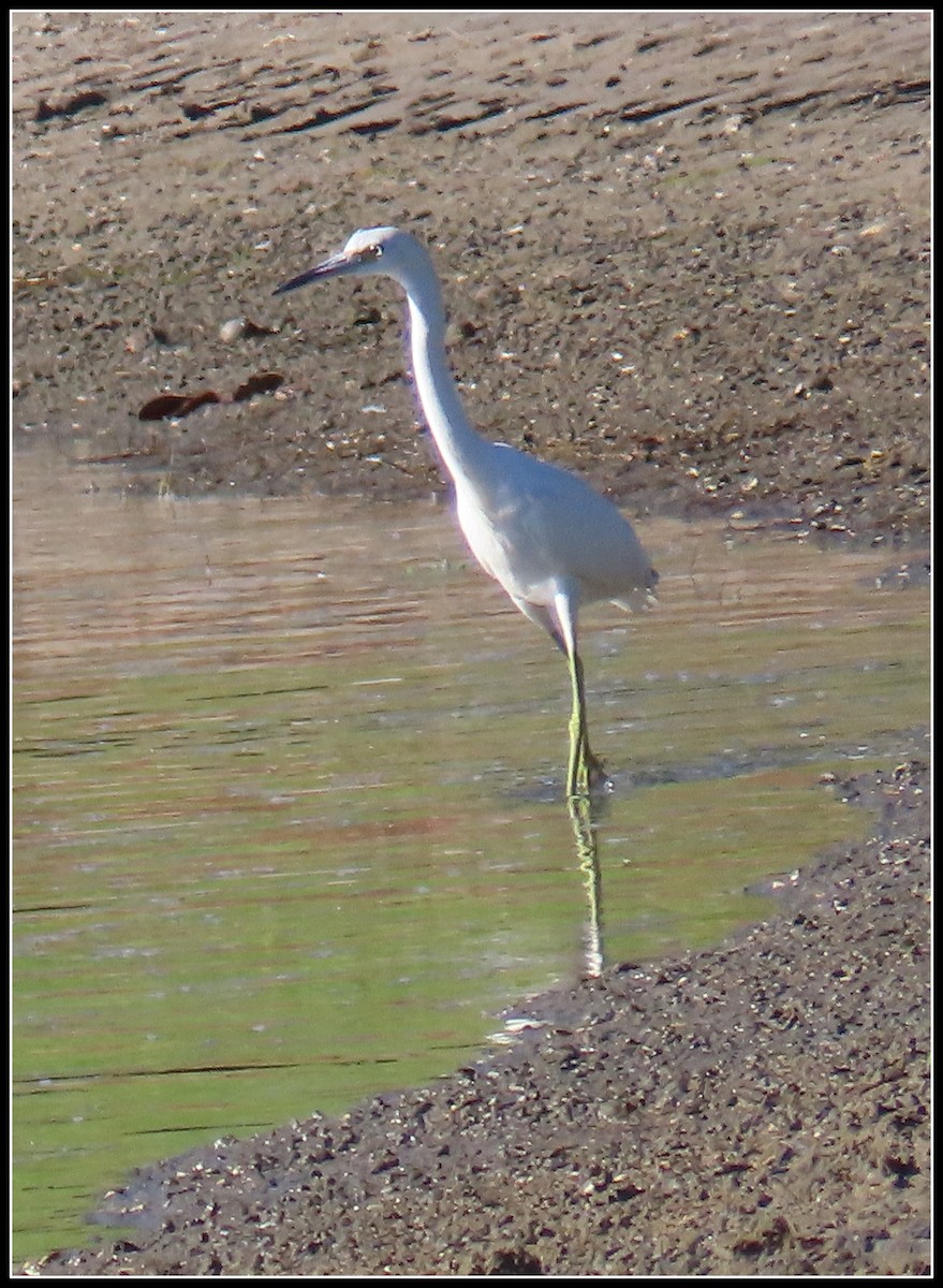Garceta Azul - ML646772316