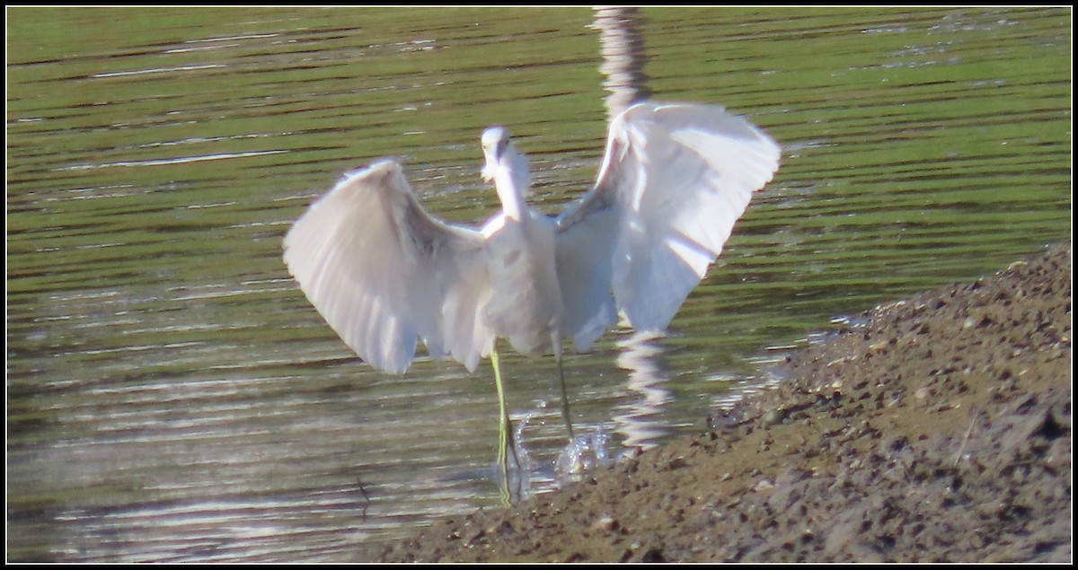 Garceta Azul - ML646772318