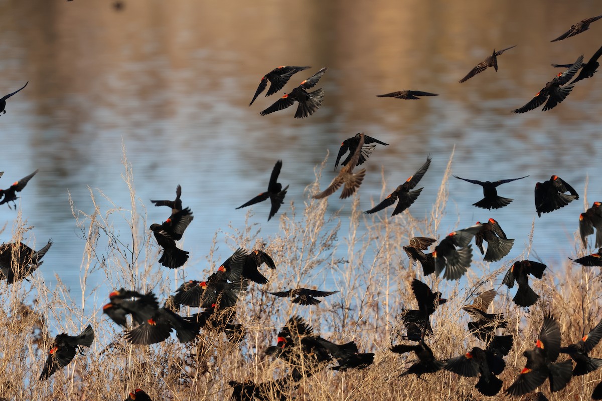 Red-winged Blackbird - ML646772320